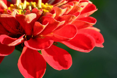 Zinnia_5795r.jpg