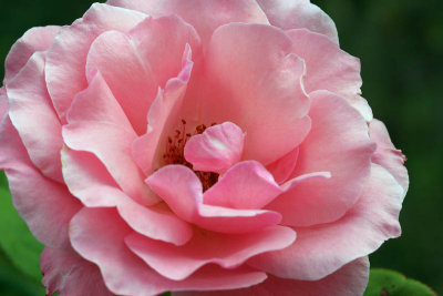Rose rose_6002r.jpg