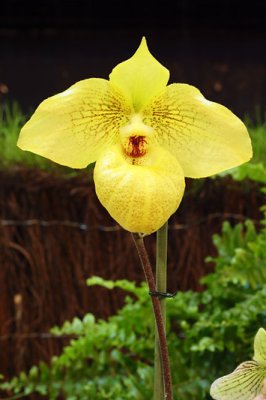 Orchide_7412w.jpg
