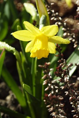 Narcisse_7541w.jpg