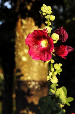 Rose trmire_4747w.jpg
