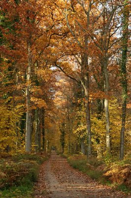 Forêt de Fontainebleau_3919r.jpg