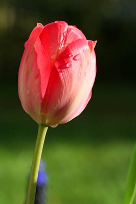Tulipe aprs la pluie_4594r.jpg