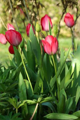 Tulipes_4613r.jpg