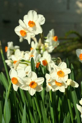 Narcisses_4615r.jpg