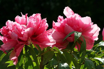 Pivoines_5088r.jpg