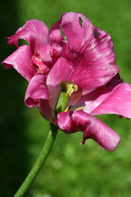 Tulipe fatigue_5062r.jpg