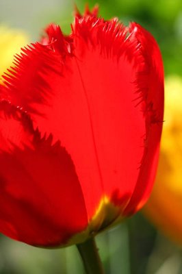 Tulipe dentele_5053r.jpg