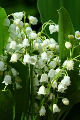 Muguet_5128r.jpg