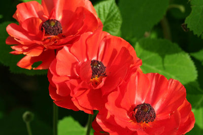 Triplette de renoncules_5151r.jpg