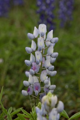 Inks Lake State Park (6590) White Bluebonnet