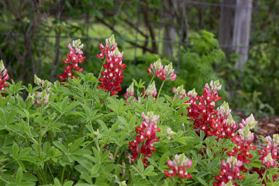 College Station, TX_2419 Aggie Bluebonnet