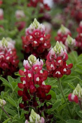 College Station, TX_2447 Aggie Bluebonnet