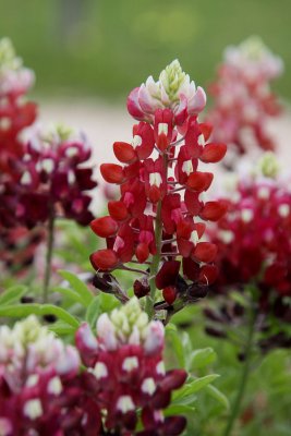 College Station, TX_2501 Aggie Bluebonnet