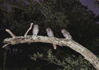 3 Screech Owls