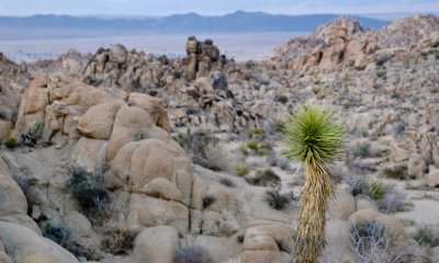 Joshua Tree