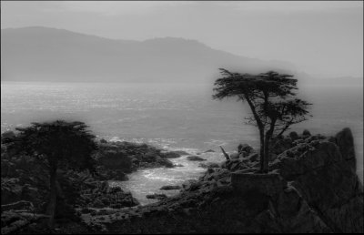 The Lone Cypress at Pebble Beach