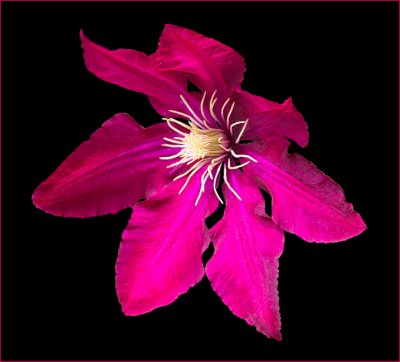 Clematis