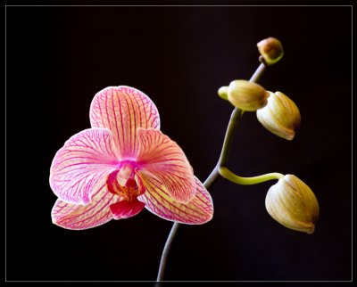 Orchid Baldans Kaleidoscope