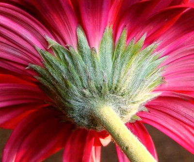 Gerbera