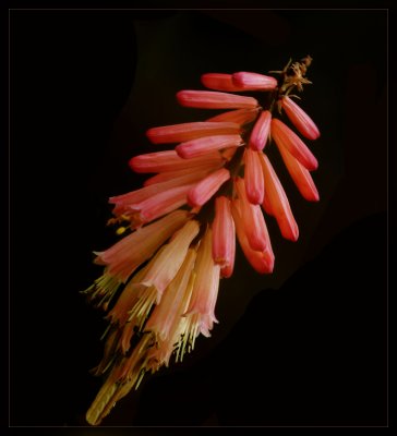 Trumpet Honeysuckle