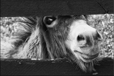 Donkey Fence.jpg