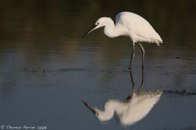 aigrette garzette_9670 web.jpg