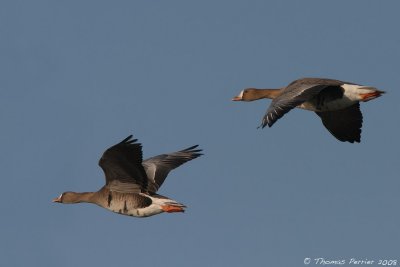 Oie rieuse_Polder Uitkerke Belgique_2602