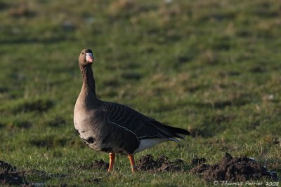 Oie rieuse_Polder Uitkerke Belgique_2609