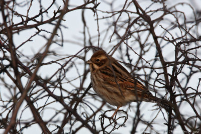 Bruant des roseaux-Reed bunting_0730