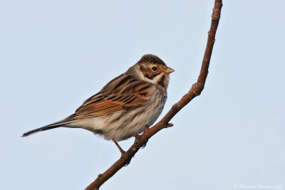 Bruant des roseaux-Reed bunting_0743