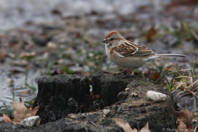American tree sparrow_7669.jpg