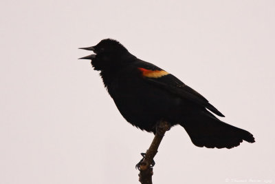 Red winged blackbird_7782.jpg
