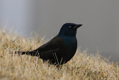 Common grackle_7898.jpg