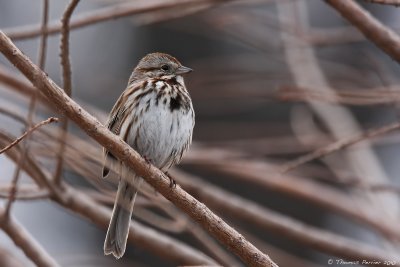 Song sparrow_7959.jpg