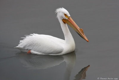 American white Pelican_8205.jpg