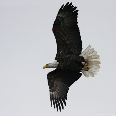 Bald eagle_8116.jpg