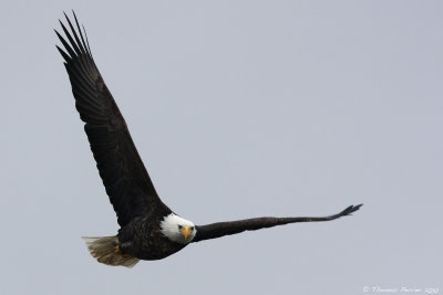 Bald eagle_8152.jpg