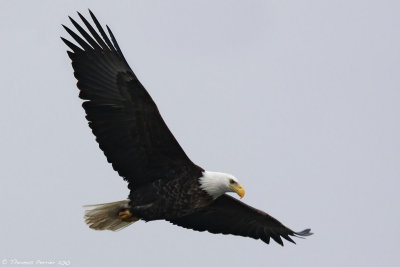 Bald eagle_8160.jpg