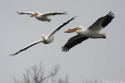 American white Pelican_8325.jpg