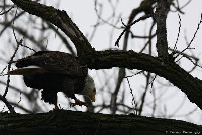 Bald eagle_8234.jpg