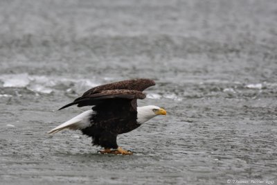 Bald eagle_8256.jpg