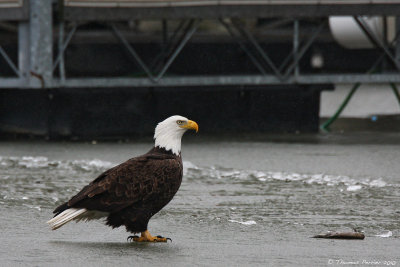 Bald eagle_8289.jpg