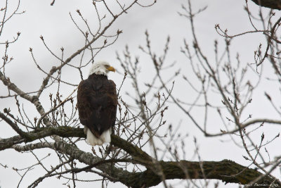 Bald eagle_8301.jpg