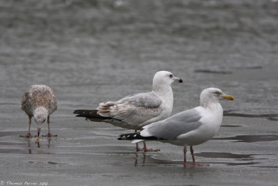 Herring gull_8269.jpg