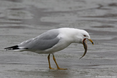 Ring billed gull_8282.jpg