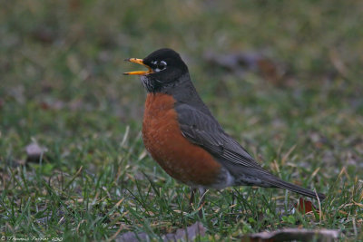 American robin_8496.jpg