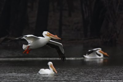 American white Pelican_8330.jpg