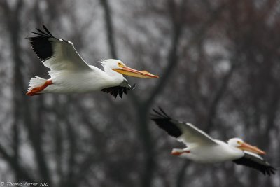 American white Pelican_8373.jpg