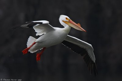 American white Pelican_8383.jpg